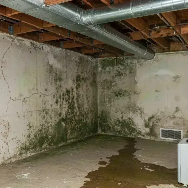 Professional Mold Removal in North Catasauqua, PA